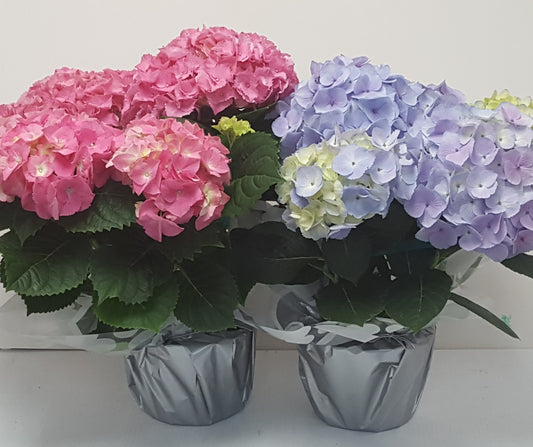 Hydrangea